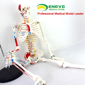 ENOVO颐诺医学85CM人体骨骼模型神经肌肉起止骨架小针刀脊柱模型