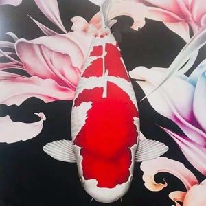 日本进口纯种红白锦鲤活鱼丹顶巨型金松叶绯写昭和大正三色小鱼苗