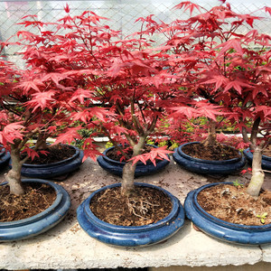 红枫盆景老桩常年红舞姬观叶植物日本三季红树苗盆栽丛林一物一拍