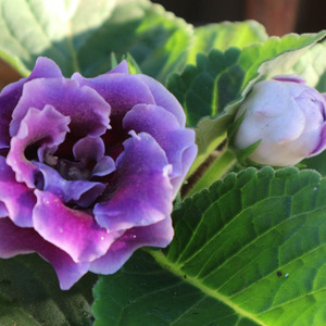 大岩桐重瓣带花盆栽花苗耐阴四季开花芙蓉花卉观花植物阳台室内