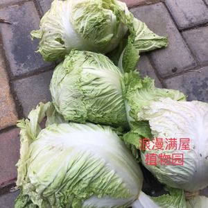 农家传统土大白菜种子卷心菜小包头菜黄芽菜老种子非转基因可留种