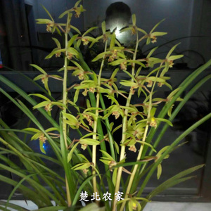 兰花浓香蕙兰九头兰九节兰四季绿植春兰花盆栽地栽熟草兰草兰花苗