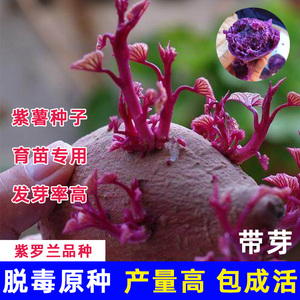紫薯育苗种高产紫心红薯种子带芽秧苗地瓜山芋番薯紫罗兰发芽