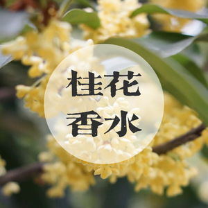 桂花合集香水八月桂花乌龙五朵里桂月落桂子茵莱茶桂云南丹桂紫禁