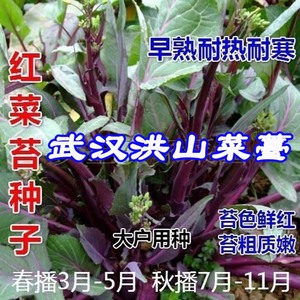 武汉洪山菜薹种子洪山1号红菜苔种子多次采收耐寒越冬种植蔬菜种