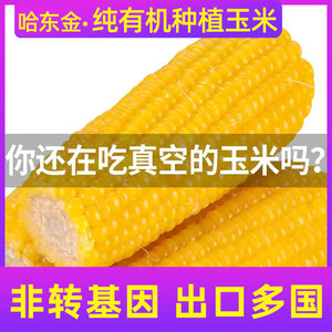 哈东金有机速冻糯玉米棒非转基因新鲜香甜黏粘黄黑龙江东北特产
