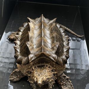 原种爆刺纯佛鳄龟苗佛罗里达拟鳄龟北美小鳄龟刺鳄龟