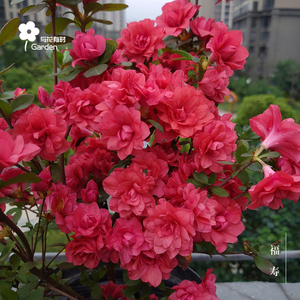 福寿日本九留米东鹃稀有杜鹃花卉盆栽大苗红万重四季常绿庭院阳台