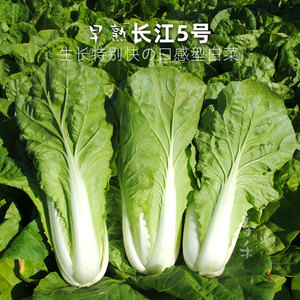 四季快菜种子奶油小白菜种籽阳台冬季菜种青菜蔬菜大全孑快菜籽