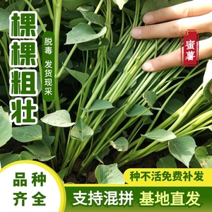 蜜薯苗100棵脱毒烟薯25西瓜红糖心榴莲蜜薯红瑶玛莎莉地瓜种植秧