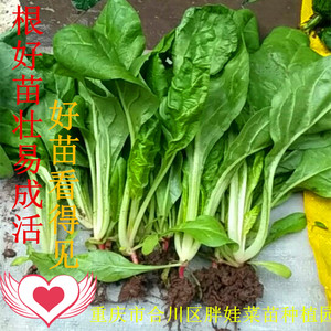 四川厚皮菜苗10颗种植可食用白牛皮菜根达菜厚合菜莙荙菜种子盆栽