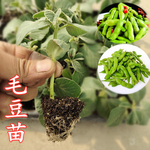 毛豆秧苗蔬菜种子高产抗病春季早熟特大青豆黄豆大豆种籽种苗