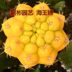 绯牡丹锦 淘宝拼多多热销绯牡丹锦货源拿货 阿里巴巴货源