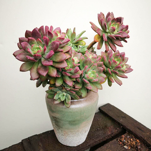 红稚莲老桩多肉植物清棚特价超大老庄肉肉植物阳台防辐射净化空气 阿里巴巴找货神器