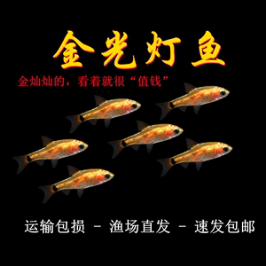 金光灯鱼金元宝鱼红绿灯科鱼小型鱼淡水鱼热带鱼观赏鱼水族活体鱼