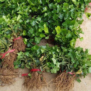 园林绿花苗庭院植物常春藤花苗爬藤植物花卉常青藤苗四季常青耐寒