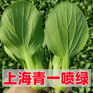 上海青油菜绿霸一喷绿花肥黄叶死苗花卉蔬菜长得快绿得快叶面肥