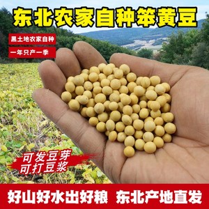 东北黄豆农家自种笨黄豆 发豆芽打豆浆磨豆腐专用大豆粗粮孕妇5斤
