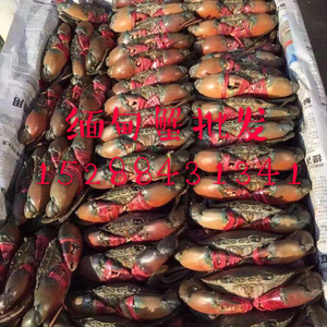 缅甸野生肉蟹青蟹鲜活香辣蟹大螃蟹昆明整箱大量批發