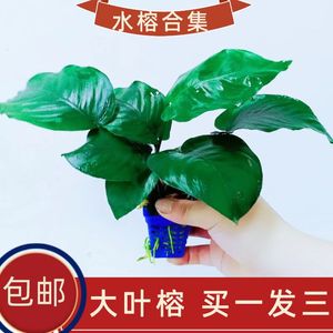 淡水鱼缸活体水草水榕系列大叶榕小榕巴榕迷你榕阴性造景无需CO2