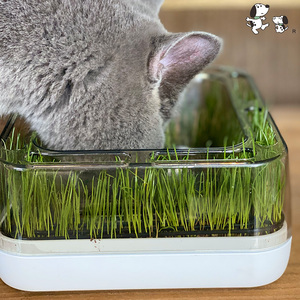 BOBO猫碗猫草猫餐碗套装绿野鲜踪种植猫草装斜口猫食盆喝水盆