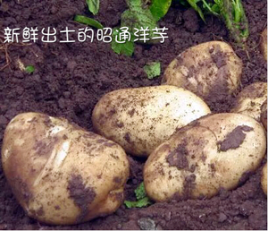 云南昭通特产农家自种老品种新洋芋开花面土豆马铃薯10斤包邮促销