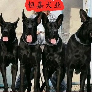 黑狼犬幼犬纯种家养巨型墨界黑狗大型军犬纯黑色大骨架小狼狗出售