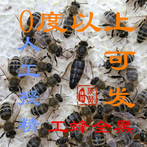 意蜂生产王产卵王 蜜型高产王蜜蜂王新开产王种王 意蜂王活体包活