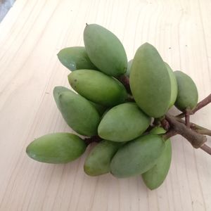 【鲜摘货】3斤合江新鲜青果橄榄现摘现发孕妇水果青果煲猪肚包邮5