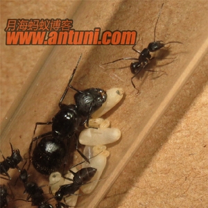 【月海蚁博】北方日本弓背蚁 新生小群 新后培养 非野采