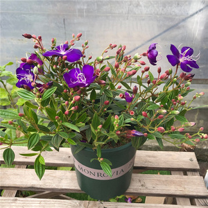 紫牡丹盆栽带花苞多年生花卉阳台庭院花期长植物耐寒巴西野牡丹