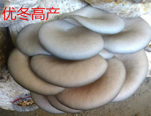 蘑菇种子 平菇菌种 优冬高产一级试管颗粒母种 低温品种 秋冬种