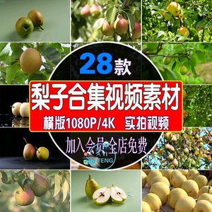新鲜水果梨子视频夏日梨园果树雪梨香梨鸭梨实拍果实果园成熟素材