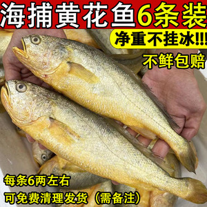 黄花鱼新鲜冷冻深海鲜活速冻大黄鱼6条正宗冰鲜海鱼生鲜海鲜水产