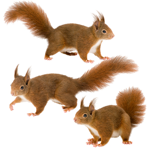Three Ratels QD115 Witty and lovely little squirrel HD anima