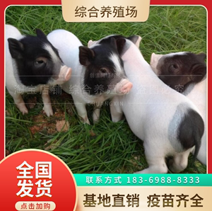 纯种巴马香猪幼崽小香猪宠物活苗广西香猪活猪成年怀孕种猪仔活的