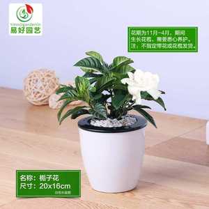 芦荟盆栽植物美容花卉室内花草办公桌防辐射电脑办公室绿植小盘栽 阿里巴巴找货神器 芦荟盆栽植物美容花卉室内花草办公桌防辐射电脑办公室绿植小盘栽 阿里巴巴找货神器