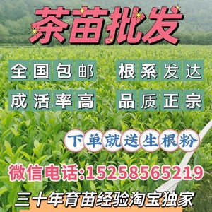 茶树苗二年苗龙井43茶苗乌牛早黄金芽安吉白茶浙农117中茶108包邮