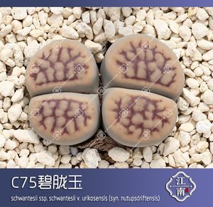 生石花  C75碧胧玉 招福玉种子 番杏科多肉植物 江南仙卉园