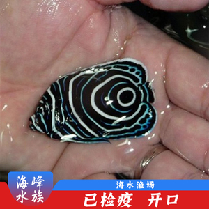 蓝圈神仙 篮圈 海水鱼活体珊瑚小丑鱼观赏鱼海峰水族 小型神仙类