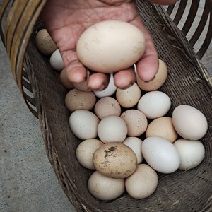 重庆梁平40个农家土鸡蛋散养母鸡蛋走地鸡蛋五谷杂粮蛋农村老母鸡