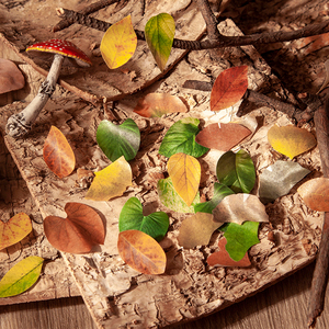 树叶异形胶带 秋天的落叶 文艺手帐素材贴纸植物标本叶子银杏叶脉