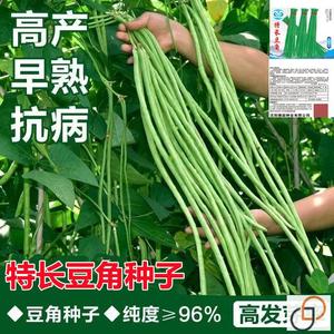 特长豆角种子苗豇豆四季豆籽长达1.2米高产早熟春秋蔬菜种孑大全