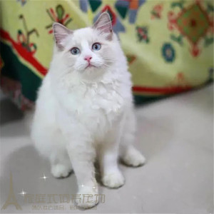 纯种蓝眼布偶猫活体 海豹双色满背蓝双奶油色幼猫猫咪宠物猫出售p