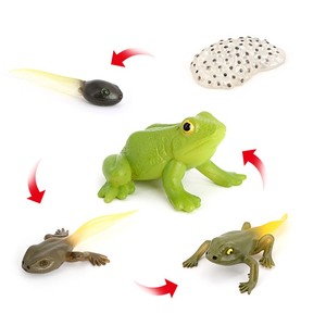 儿童认知玩具仿真动物模型青蛙蝌蚪生长摆件成长周期生长过程礼品
