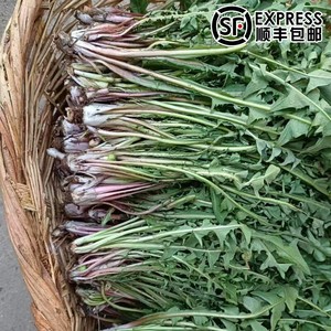 东北新鲜山野菜婆婆丁当天现挖蒲公英蘸酱菜苦菜每份500g顺丰包邮