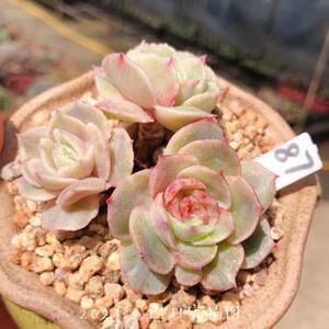 粉色昂斯洛石化锦缀化正版双头群生小老桩多肉肉植物一物一拍 阿里巴巴找货神器