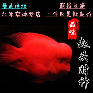 精品起头鹦鹉鱼红寿星金刚风水鱼招财鱼红财神血鹦鹉鱼观赏鱼活体