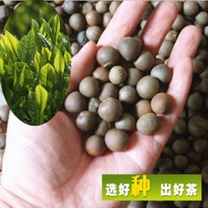 新采茶叶籽茶树种子绿茶特早茶108茶籽龙井铁观音红茶