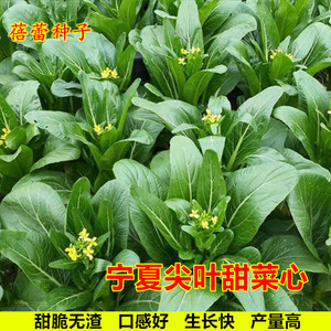 宁夏尖叶甜菜心种子广东油菜心种籽四季青菜高产阳台盆栽蔬菜种孑